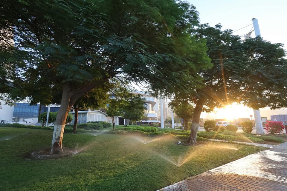 Sprinklers watering a green lawn under trees in low evening sun.